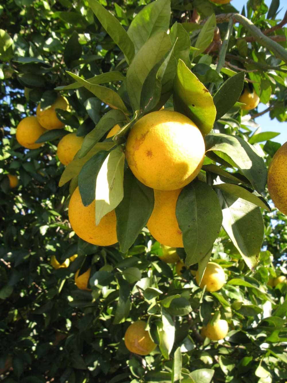              Fruit (Winter Haven, FL)       